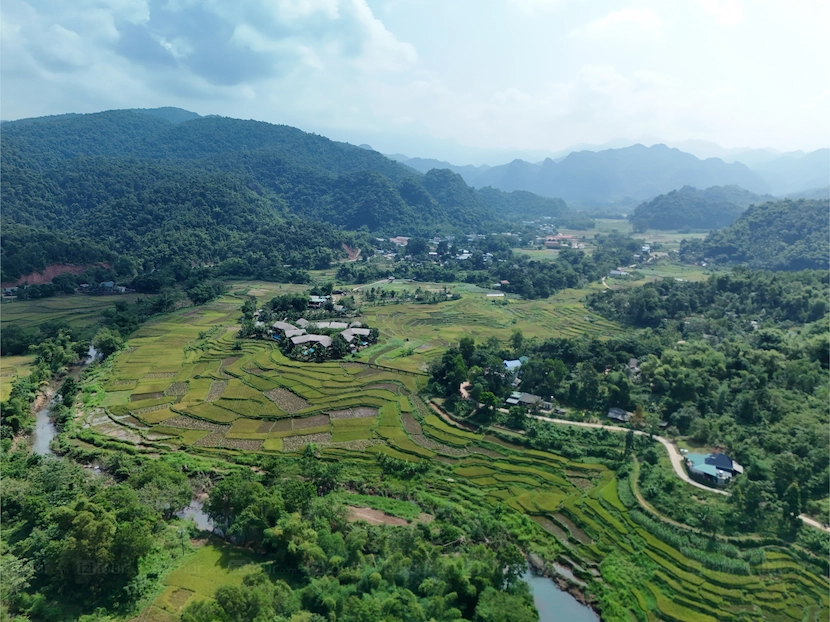 The Golden Path: An Immersive Guide to Cycling Through Mai Chau Rice Fields