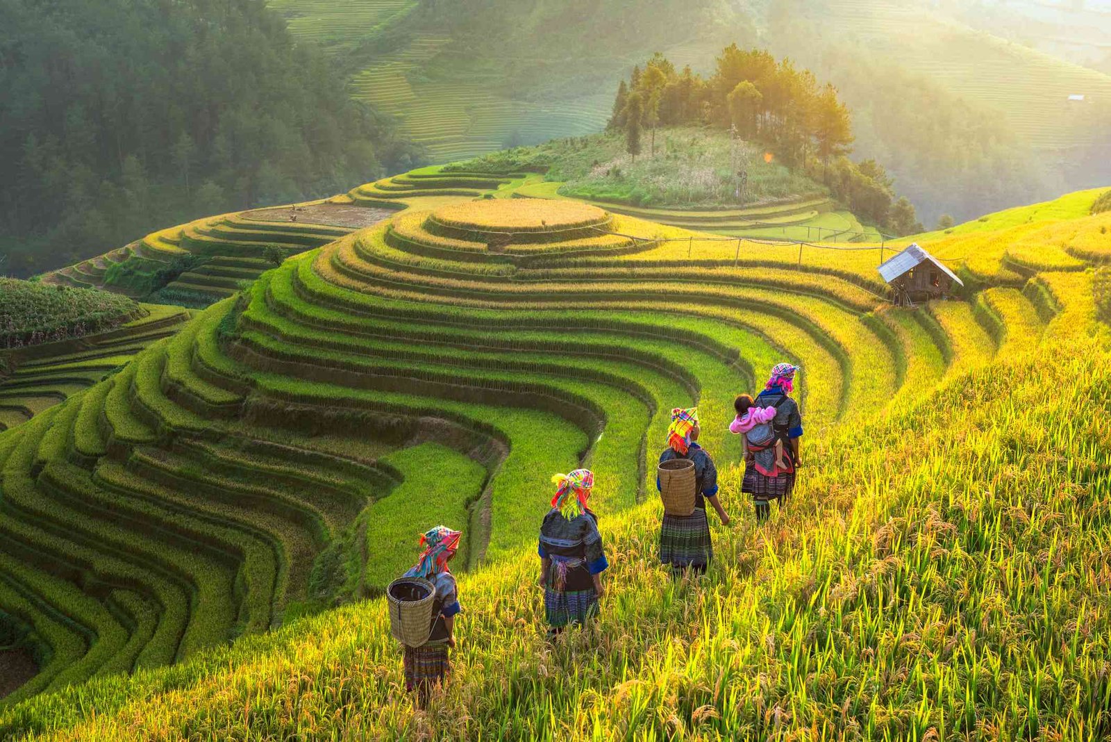 Hoang Su Phi Bicycle Adventure: Ultimate Guide to Northern Vietnam's Hidden Trails