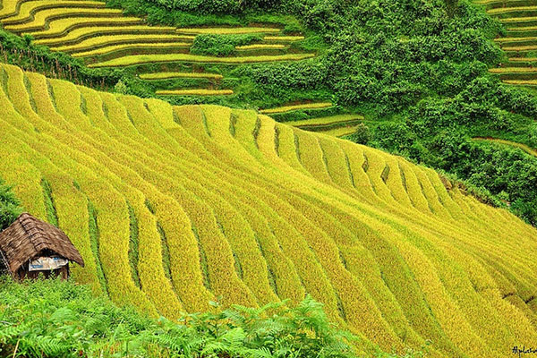 Exploring Sapa Rice Field | When and Where to See ?