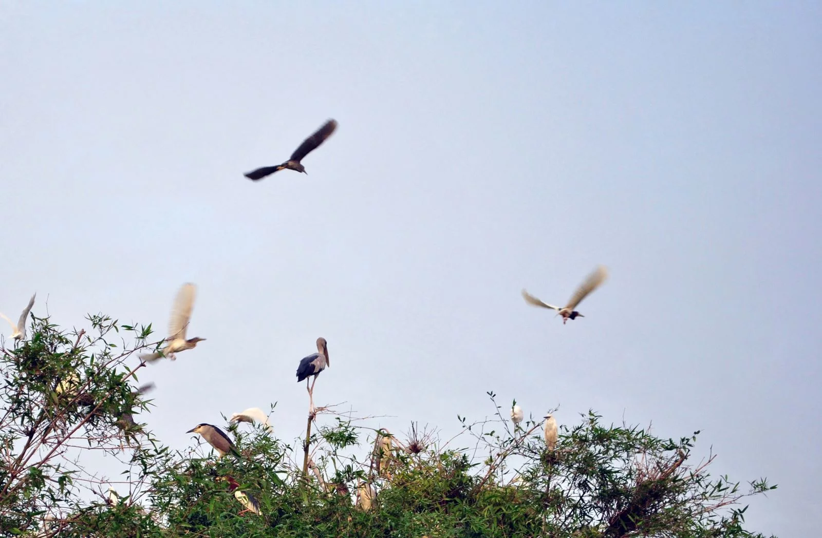 Hai Duong Stork Island