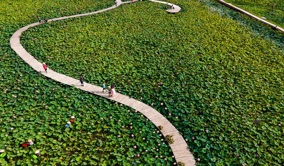 1764476611_lotus-season-landscape-ninh-binh.webp