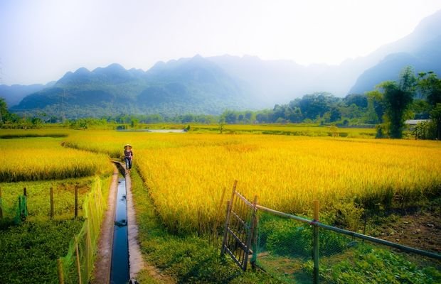 Harvest Season Cycling Mai Chau: Pedal Through Vietnam’s Golden Fields