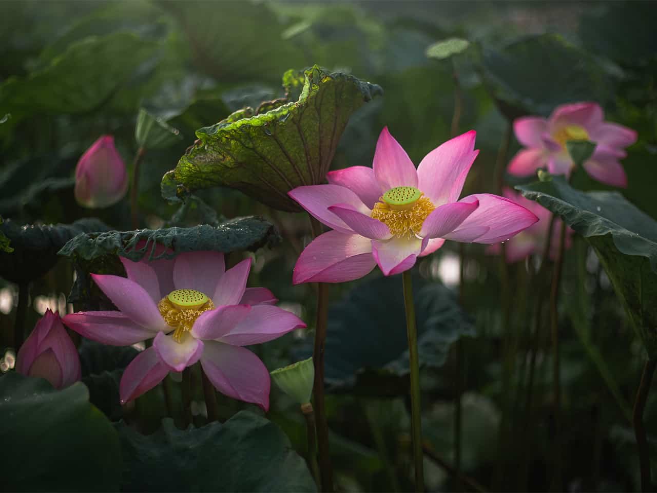 Half-Day Hanoi E-Bike Tour: Exploring Ancient Co Loa Citadel