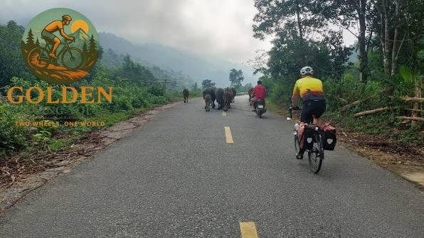 1785116729_cycling-tours-saigon-to-da-lat-ride-mountain-ridges-flower-valleys.jpg