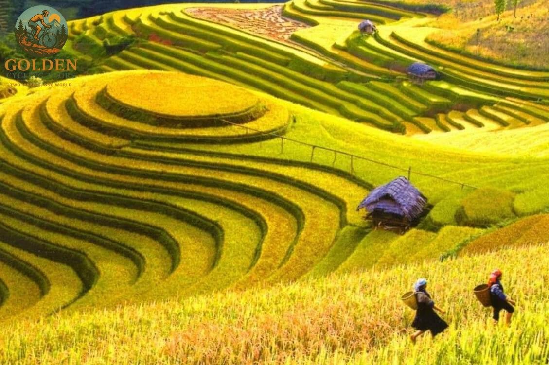 1787283314_cycling-hoang-su-phi-harvest-season-golden-rice-terrace-tour.jpg
