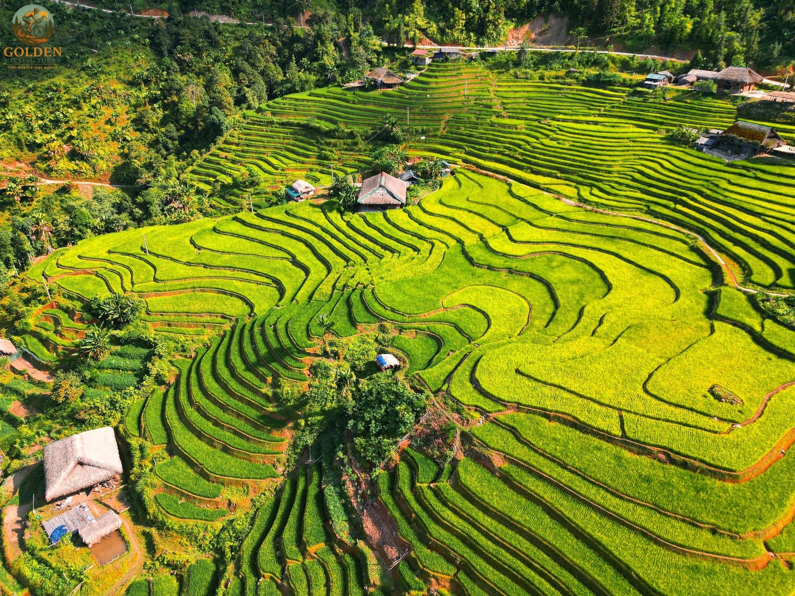 1787284238_best-season-for-hoang-su-phi-cycling-tours-golden-rice-views.jpg