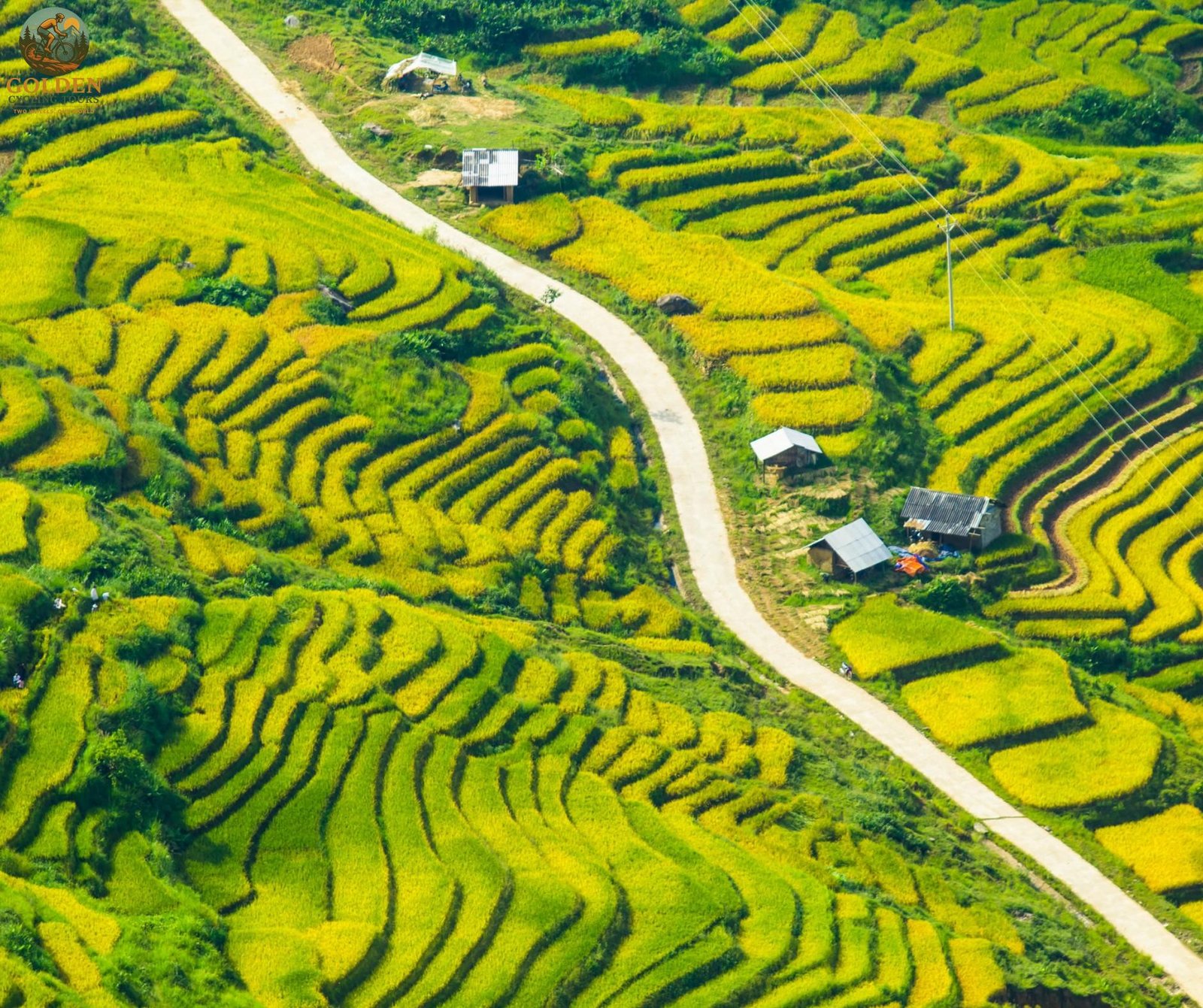 1787287544_best-time-to-cycle-mu-cang-chai-golden-harvest-routes.jpg